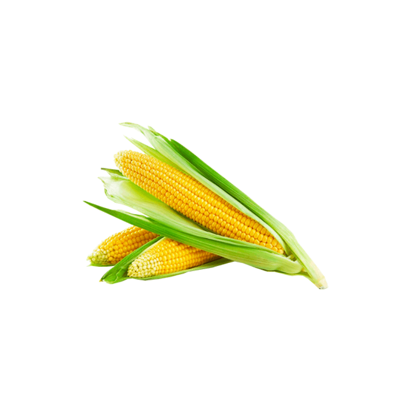 Sweet Corn